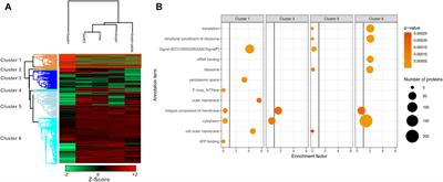 Small Protein Enrichment Improves Proteomics Detection of sORF Encoded Polypeptides